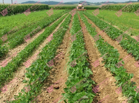 Complete Organic Fertilizer Plant Design: Turn Waste into Profit