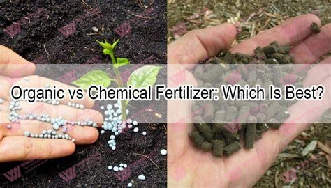 Organic Fertilizer vs Chemical Fertilizer: 8 Key Differences You Must Know