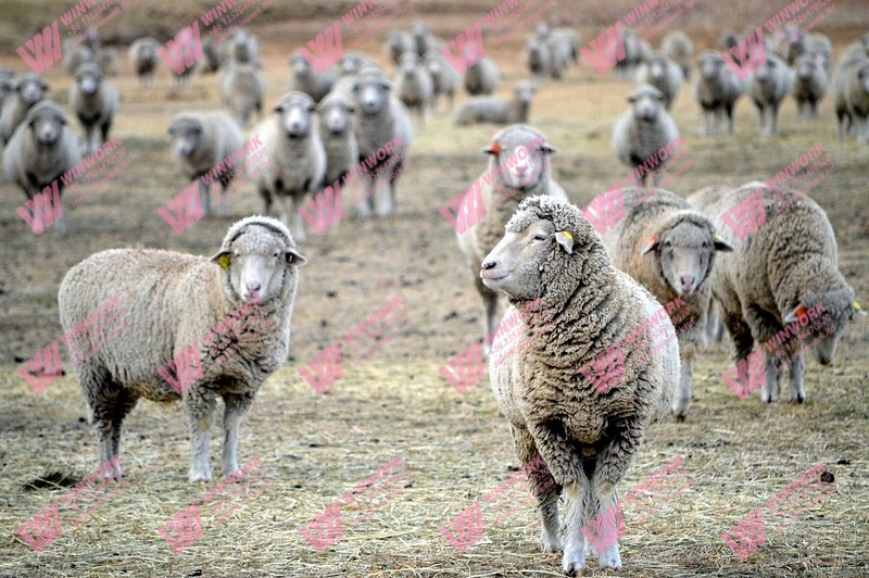 How Sheep Manure Compost Fertilizer Production Works from Raw Material to Granules