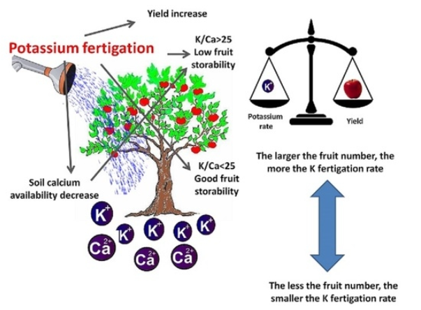 High K Fertilizer 