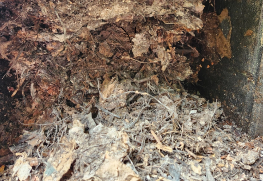 black gold organic garden compost