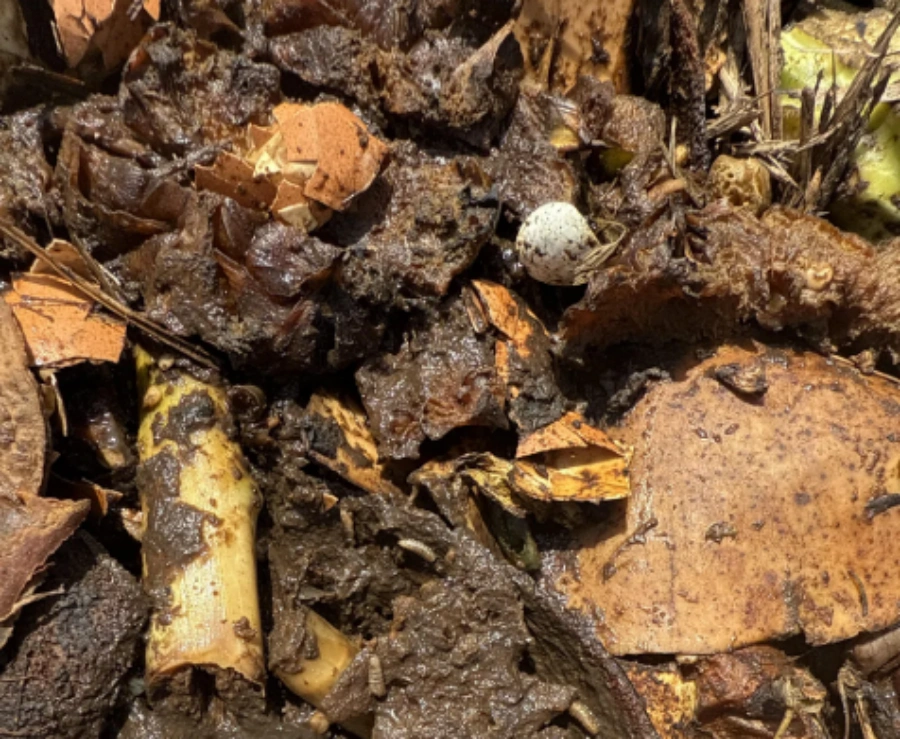 black gold organic garden compost