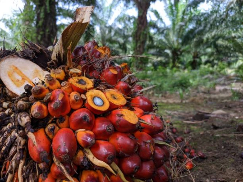 Palm Oil Waste: How Palm Oil Mills Can Turn Local Residues into Organic Fertilizer