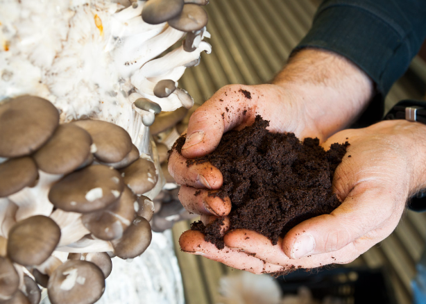 How Mushroom Compost Production Lines Are Revolutionizing Organic Agriculture