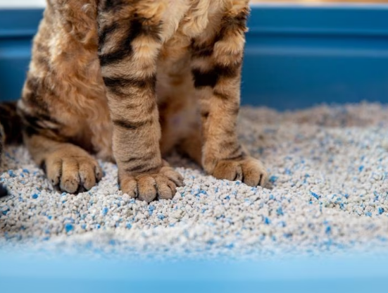 Inside the Technology of litter-making machine: Crafting Cleaner Cat Litter