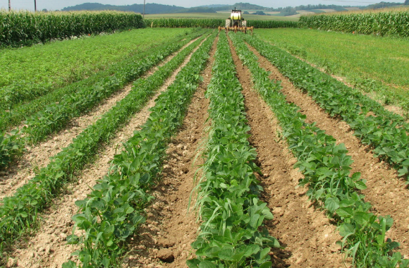 Organic Fertilizer Manufacturing Process: A Complete Step-by-Step Guide