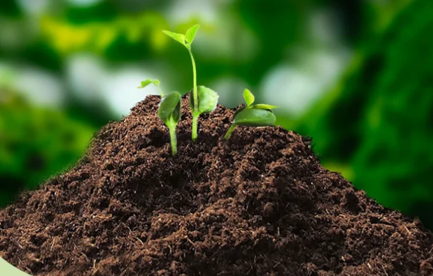 Humic Acid Organic Fertilizer: Enhancing Soil Health and Sustainable Farming