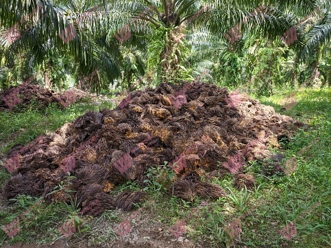 Palm Waste Fertilizer Machine Price Nigeria – Cut Costs by 30% with Complete Production Lines