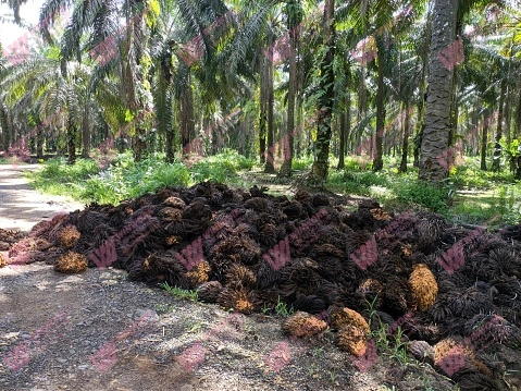 Palm waste organic fertilizer production line:7 Steps Production Process Guide