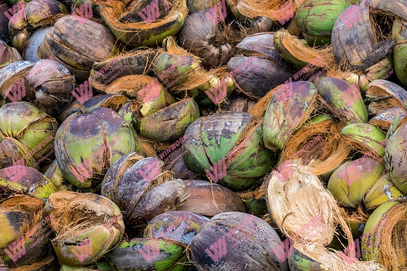 Coconut Husk Organic Fertilizer Processing for Southeast Asian Agriculture