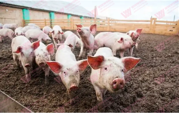 Pig Manure Fertilizer Processing Plant: Complete Guide to Efficient Organic Fertilizer Production