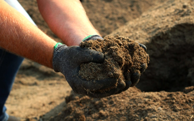 Automated Manure Management System: From Waste to Organic Fertilizer