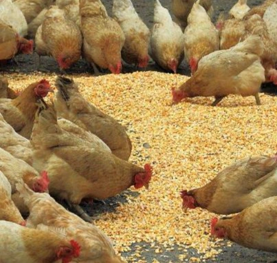 From Feed Formula to Finished Pellets: How a Chicken Feed Production Line Works