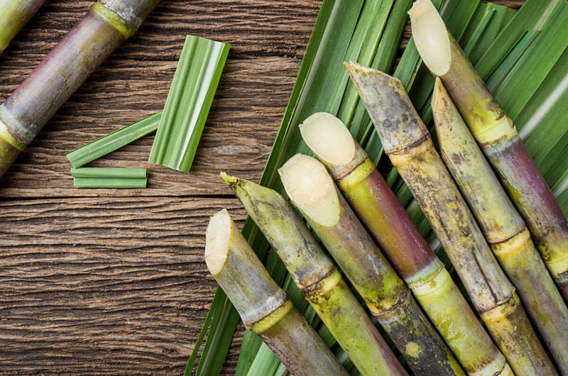 Sugarcane Filter Cake Fertilizer: From Sugar Mill Byproduct to Valuable Organic Fertilizer